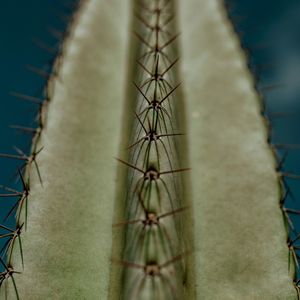CACTO | CACTUS - GREEN I