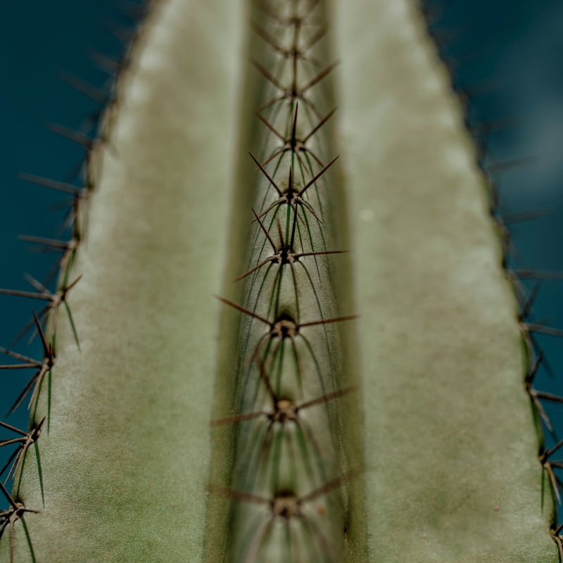 CACTO | CACTUS - GREEN I