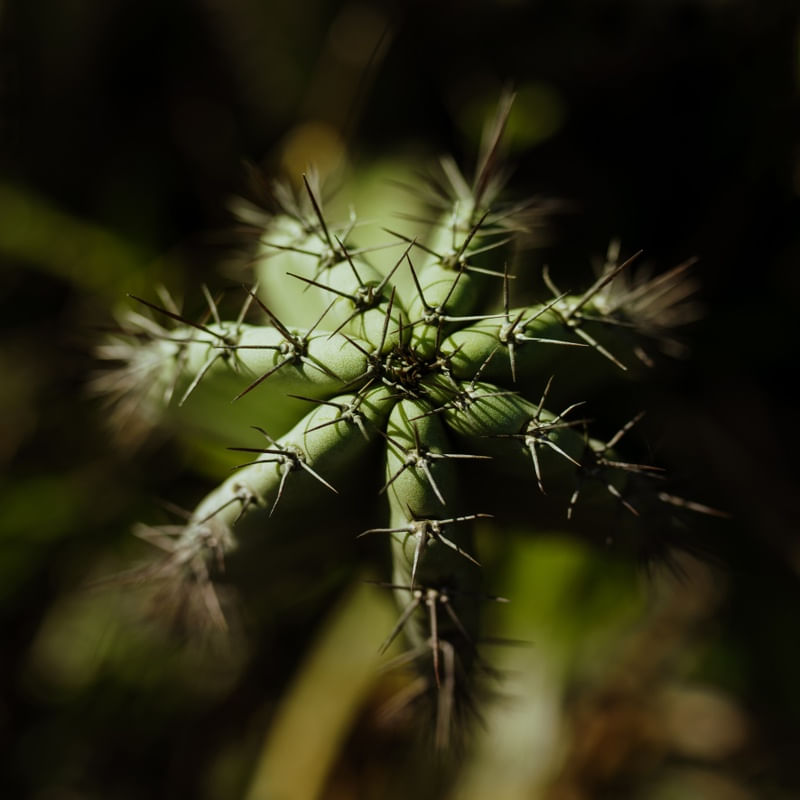 CACTO DETAILS