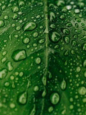 NATUREZA EM CHUVA