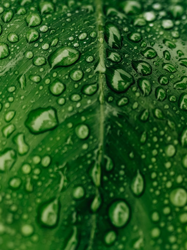 NATUREZA EM CHUVA