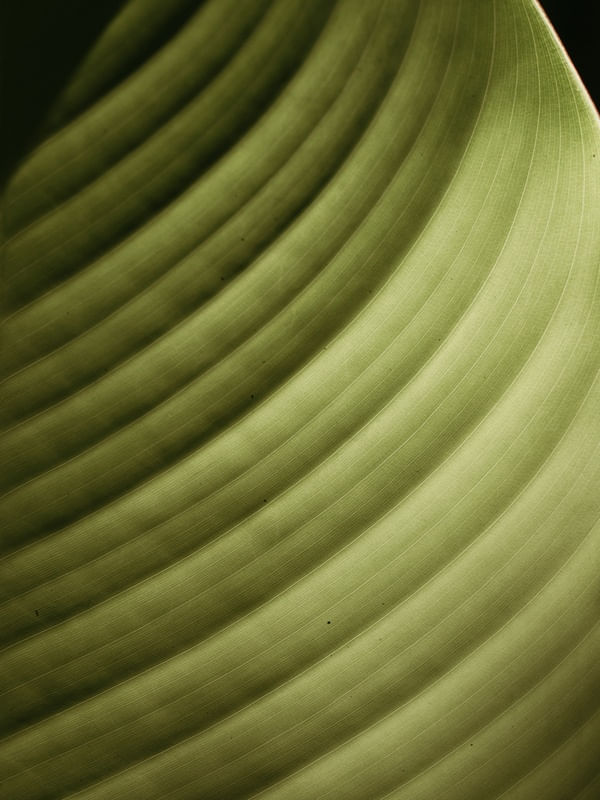 MINIMALIST NATURE 2022