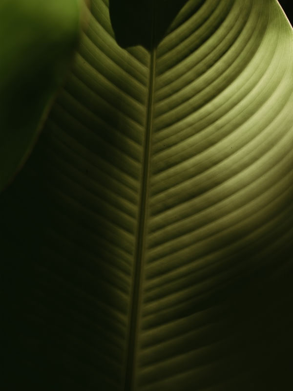 MINIMALIST NATURE 2022-1