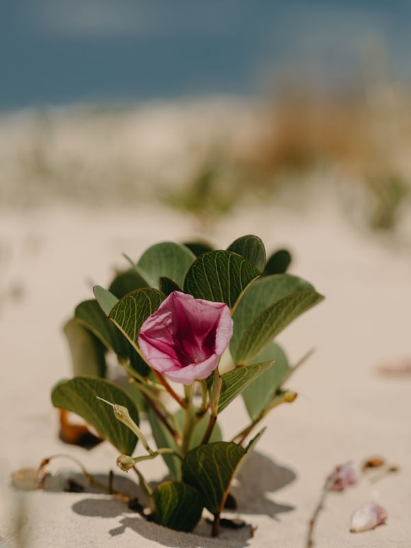 SALSA DA PRAIA