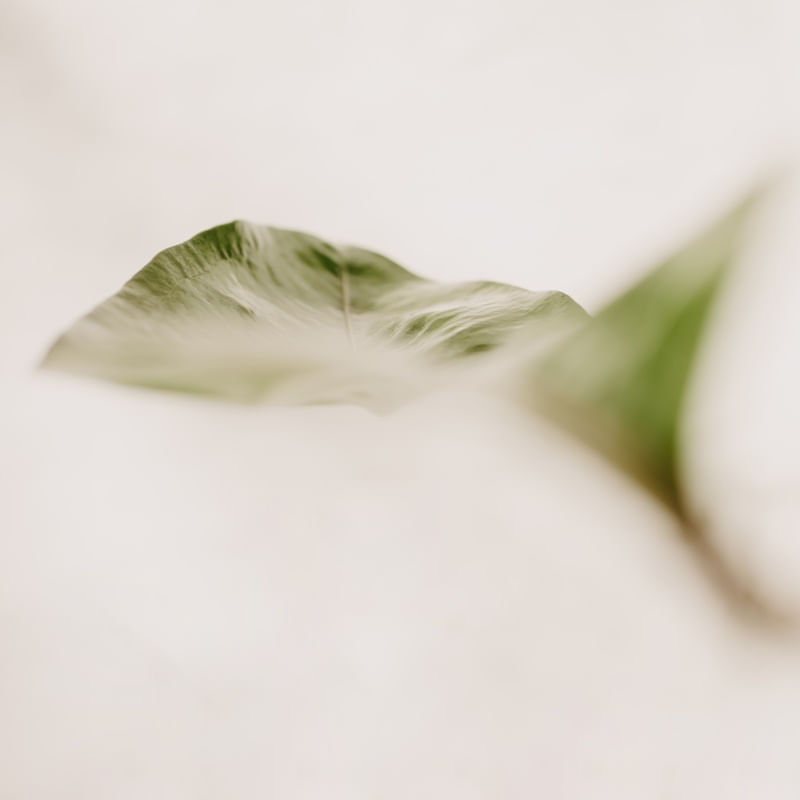 SOFTNESS OF NATURE I