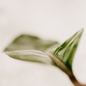 SOFTNESS OF NATURE II