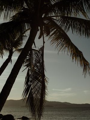 NATUREZA COQUEIRO PRAIA CANAJURÊ I