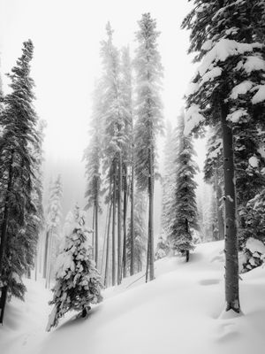 FLORESTA INVERNO BY AI POR PÂMELA STASCZAK