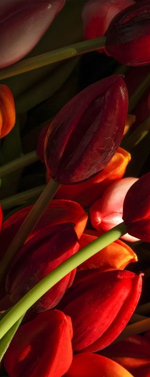 TULIPAS VERMELHAS - TRIPTICO2 - CENTRO