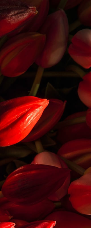 TULIPAS VERMELHAS - TRIPTICO3 - DIREITA