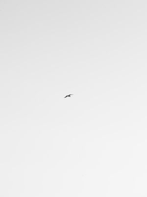 PÁSSARO NO CÉU
