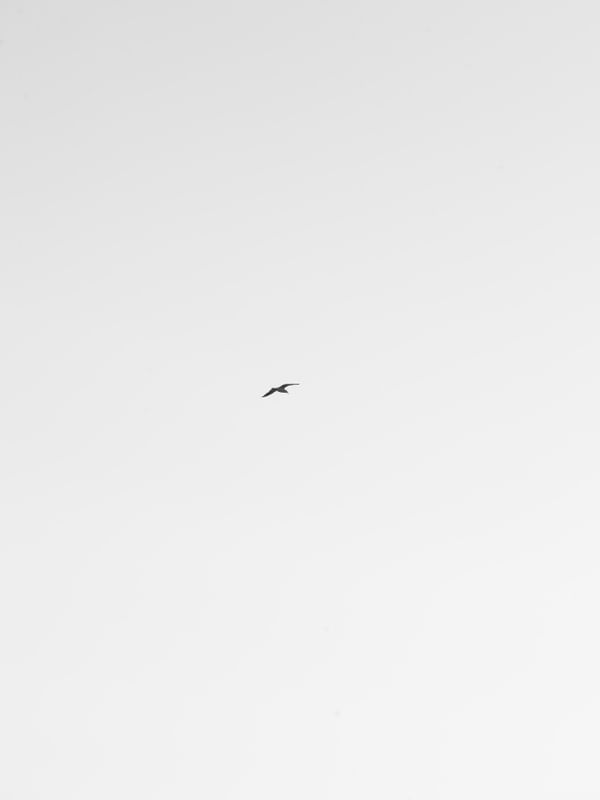 PÁSSARO NO CÉU