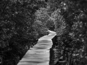 O CAMINHO EM MEIO A NATUREZA III