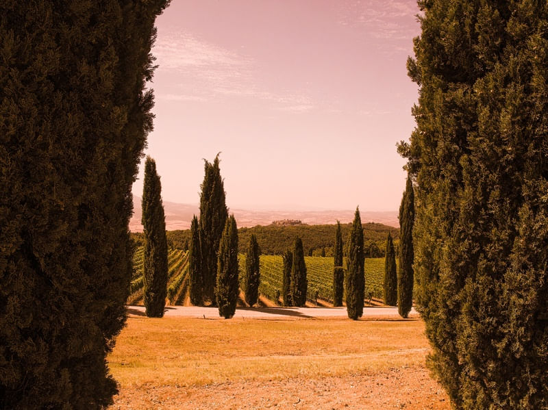 PAISAGEM DA TOSCANA COM CIPRESTES