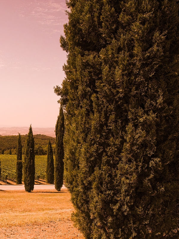 DÍPTICO 2 - PAISAGEM DA TOSCANA COM CIPRESTES