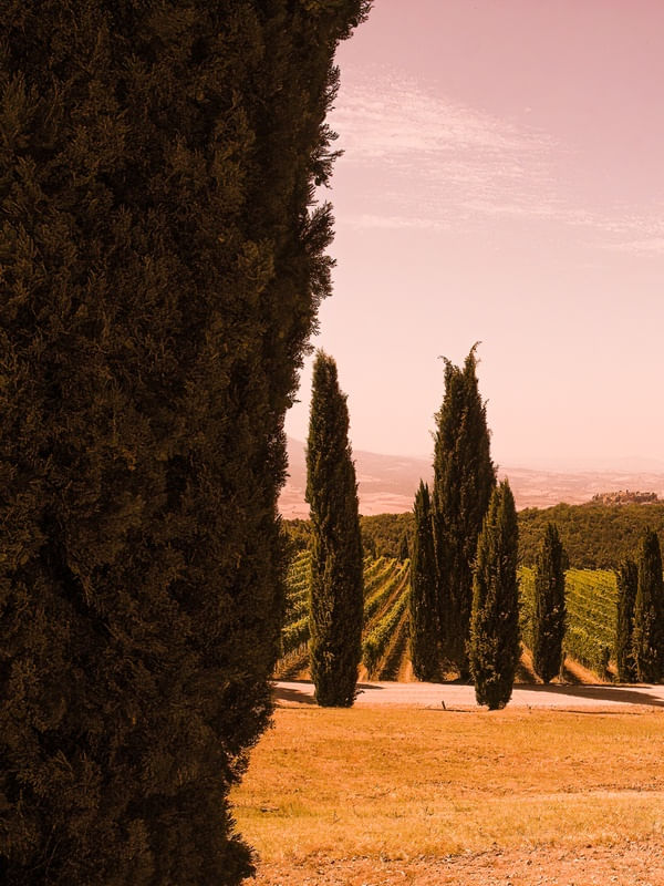 DÍPTICO 1 - PAISAGEM DA TOSCANA COM CIPRESTES