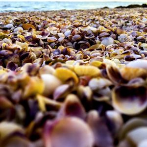 CONCHAS NA PRAIA