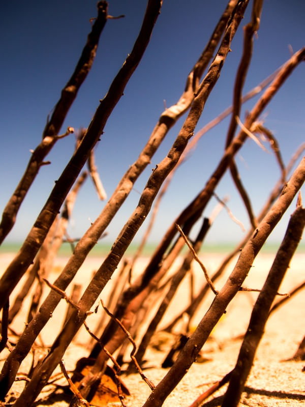 GALHOS NA PRAIA