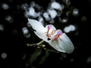 ORQUÍDEA NATURAL