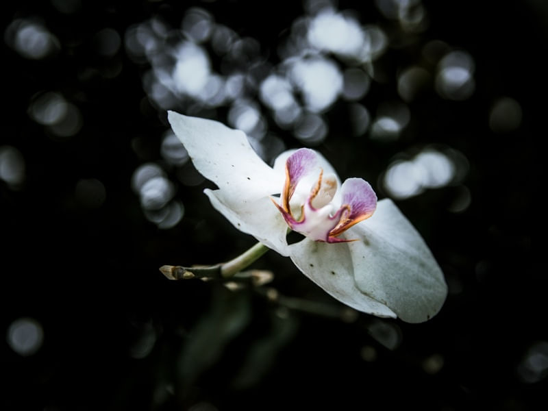 ORQUÍDEA NATURAL