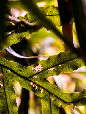 IMPERFEIÇÕES VERDES