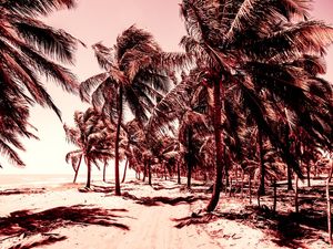 COQUEIROS NA ESTRADA DA PRAIA
