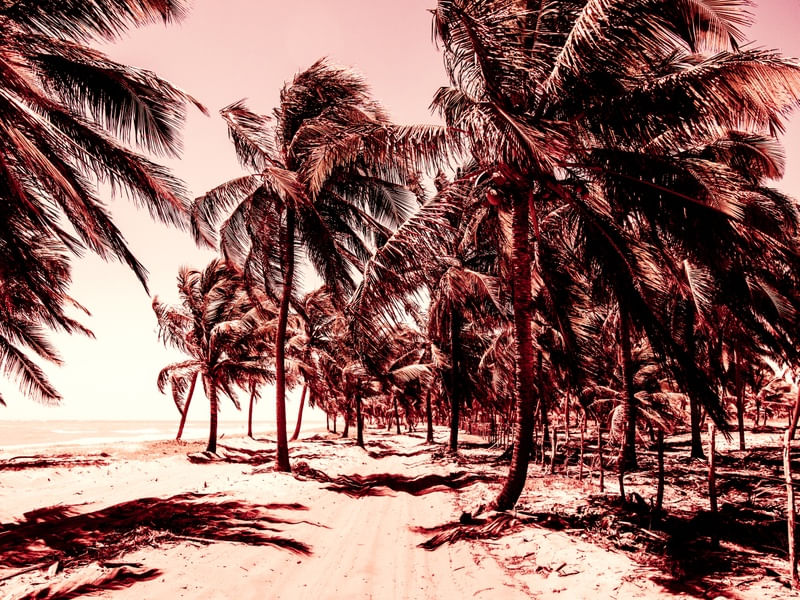 COQUEIROS NA ESTRADA DA PRAIA