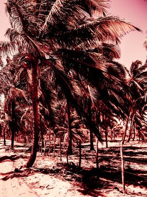 DÍPTICO 2 - COQUEIROS NA ESTRADA DA PRAIA
