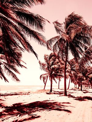 DÍPTICO 1 - COQUEIROS NA ESTRADA DA PRAIA