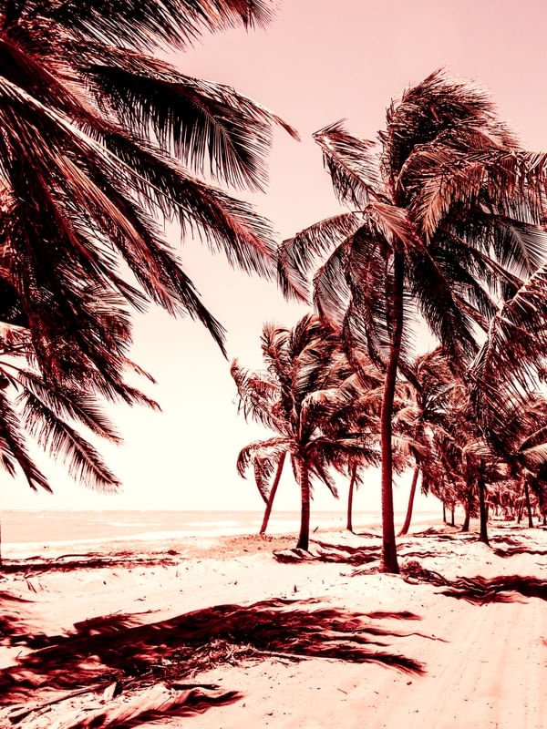 DÍPTICO 1 - COQUEIROS NA ESTRADA DA PRAIA