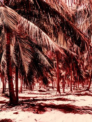 DÍPTICO 1 - ESTRADA DE FOLHAS DE COQUEIRO