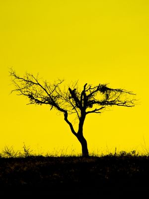 GALHOS AMARELO