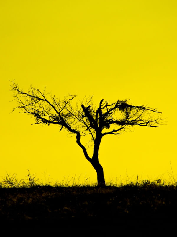 GALHOS AMARELO