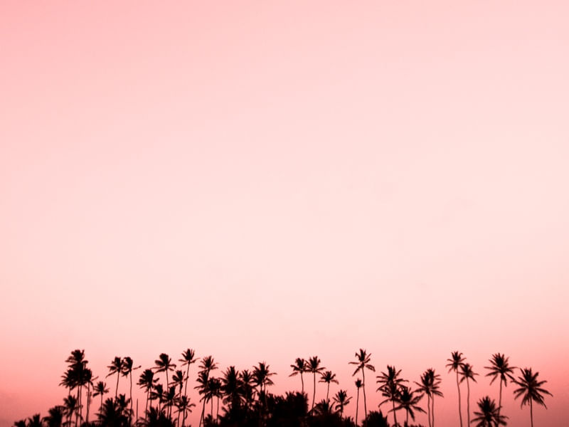 COQUEIROS DE JERICOACOARA - PAISAGEM