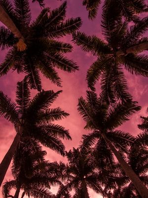 COQUEIROS NEON