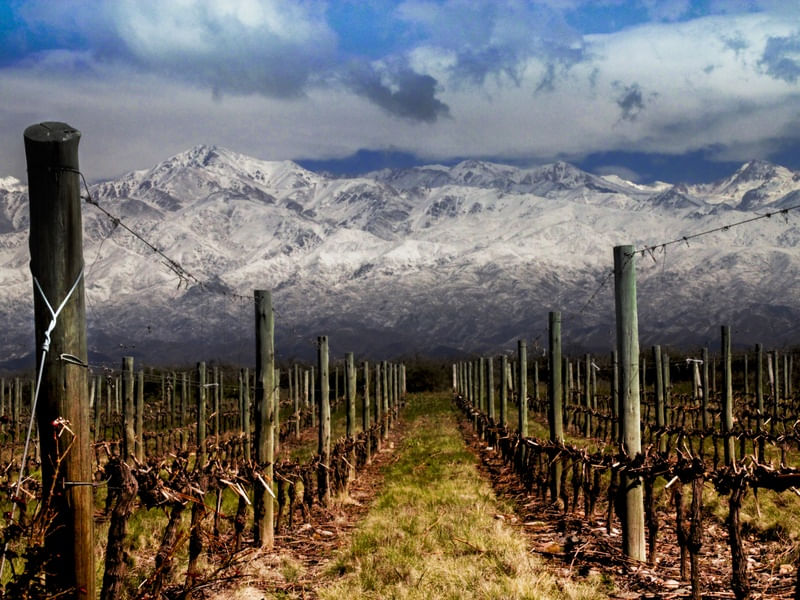 VINHAS DE MENDOZA