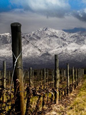VINHAS DE MENDOZA - DUPLA 1