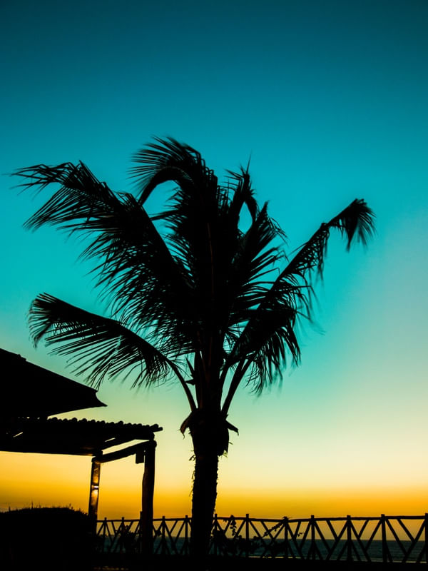 COQUEIRO FUNDO AZUL