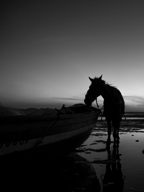 CAVALO NA PRAIA DUPLA 1 PB