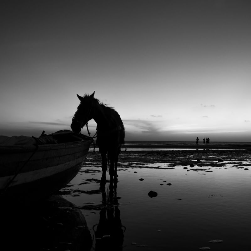 CAVALO NA PRAIA QUADRADO PB