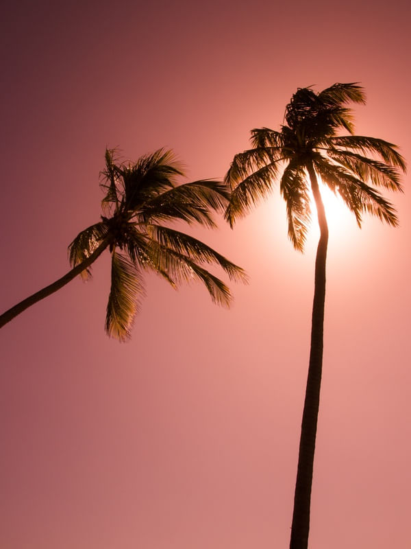 DOIS COQUEIROS FUNDO ROSA