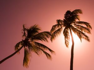 DOIS COQUEIROS FUNDO ROSA PAISAGEM