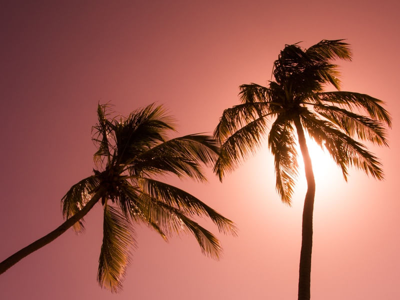DOIS COQUEIROS FUNDO ROSA PAISAGEM