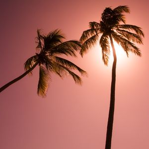 DOIS COQUEIROS FUNDO ROSA QUADRADO