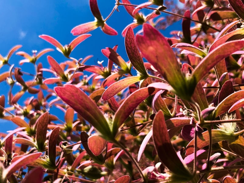 FLORES EM REVOADA