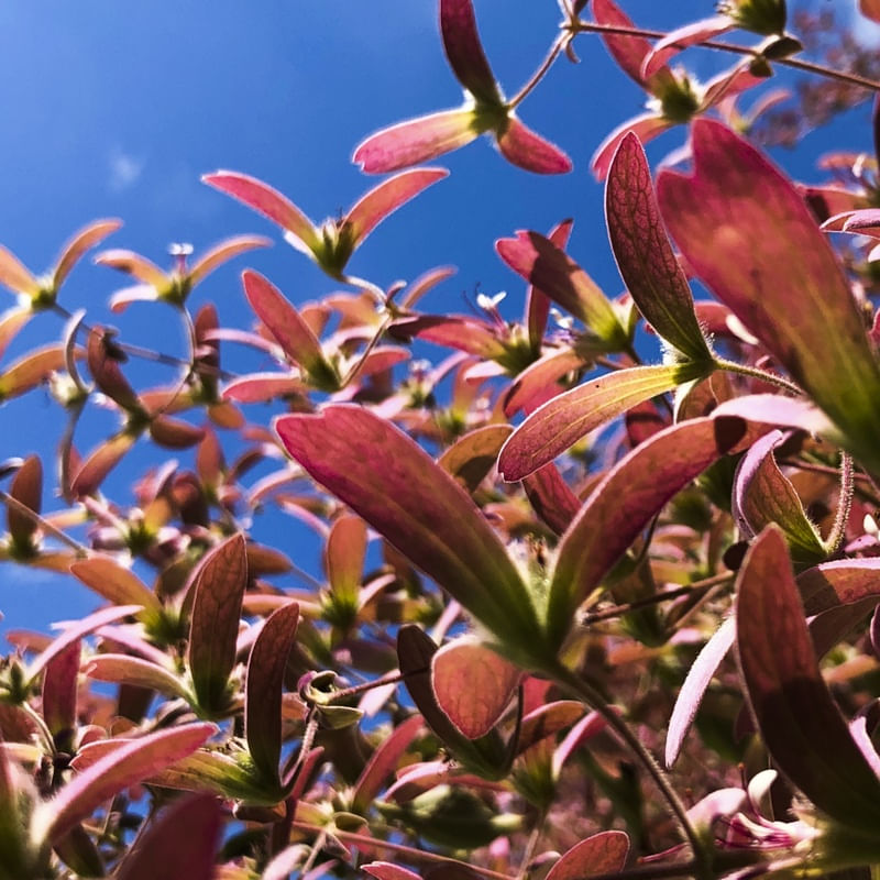 FLORES EM REVOADA QUADRADO