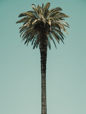 COQUEIRO INTEIRO