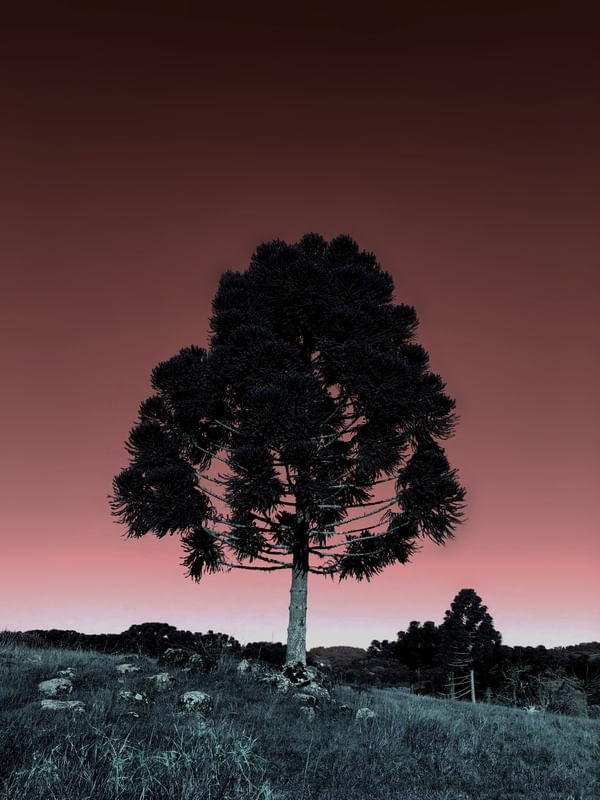 ÁRVORE FUNDO ROSA