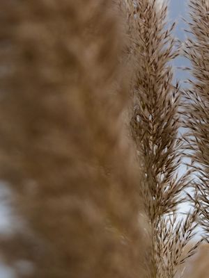 TRÍPTICO 1 - PAISAGEM DE PLUMAS