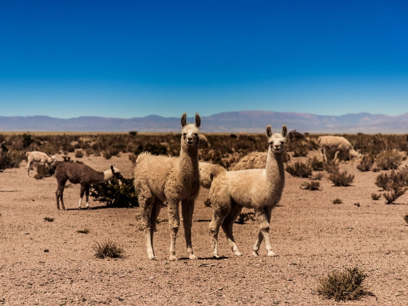 LHAMAS NO DESERTO